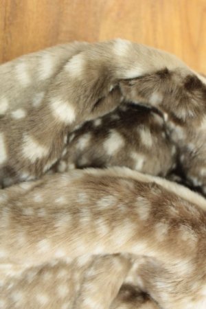 画像4: 70%off　GTH　バンビCAP　　7；茶 (4)